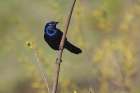 Common grackle Art Print